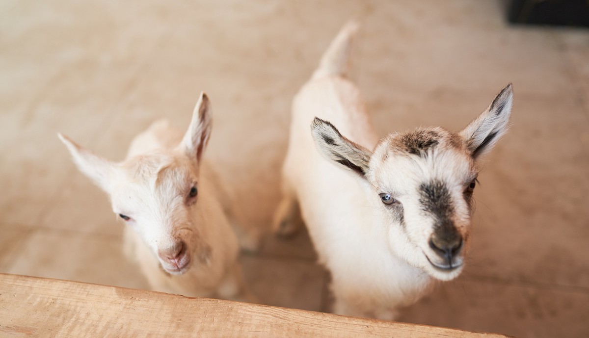 Жители столицы выберут имена для новорожденных козлят и ягнят на «Городской ферме» ВДНХ