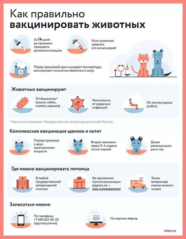 Комитет ветеринарии Москвы рассказало защите питомцев от бешенства