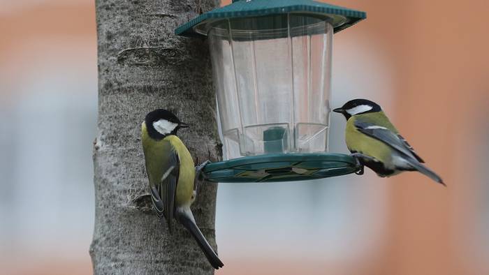Москвичам напомнили, как правильно кормить птиц на природных территориях