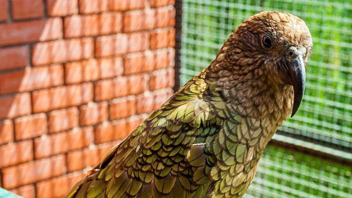 Редкие хищные попугаи кеа поселились в Московском зоопарке