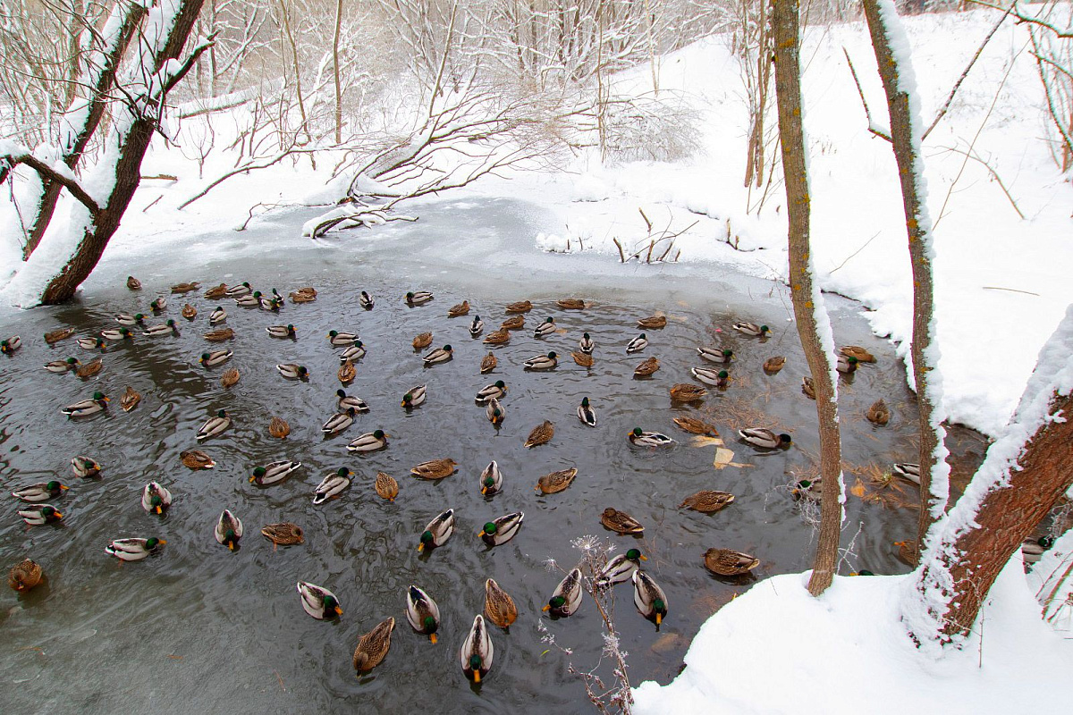 Кряква, чайка, луток: какие водоплавающие птицы зимуют в Москве