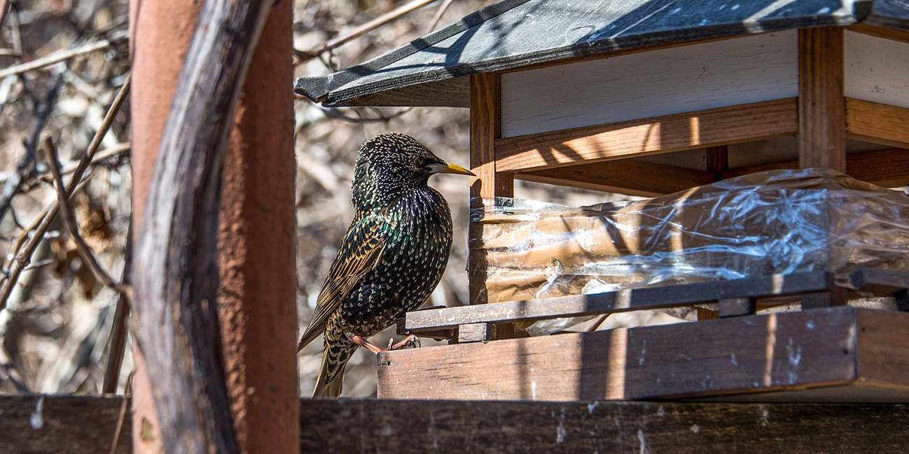Птичья зимовка: как помочь пернатым запастись едой до весны