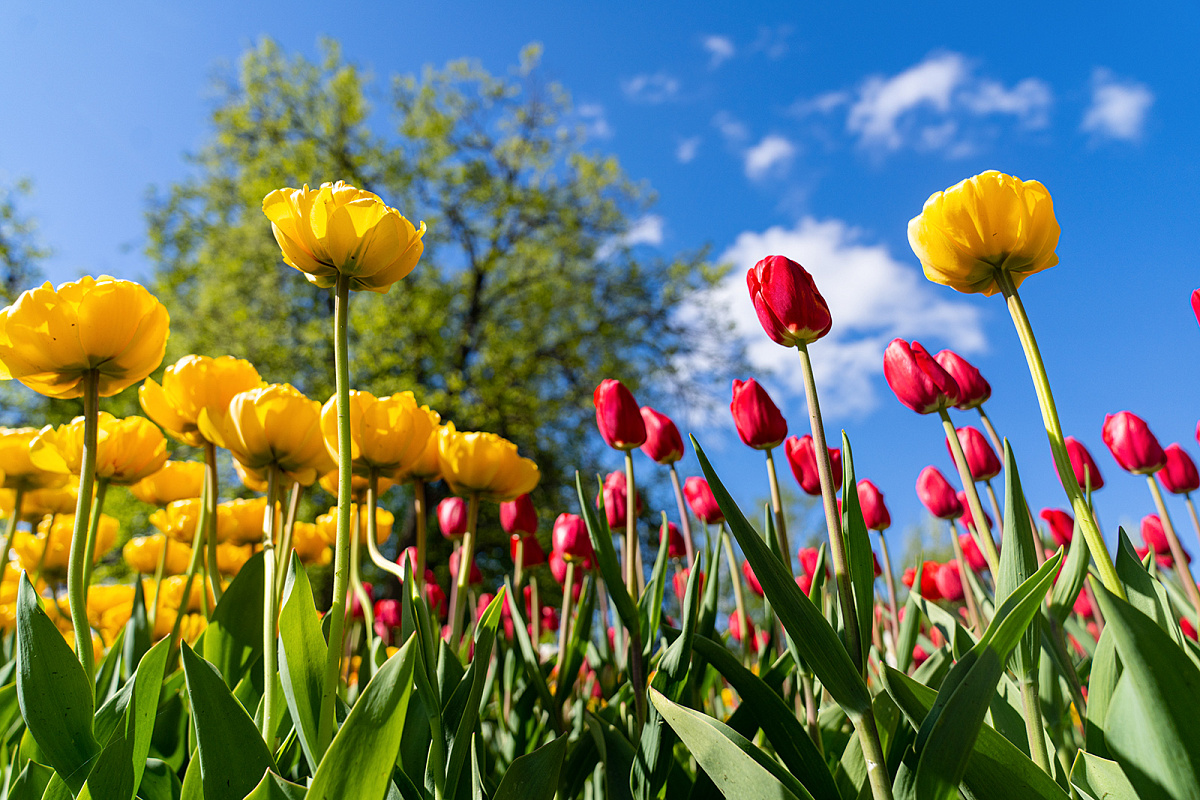 Свыше миллиона цветов распустится этой весной на ВДНХ