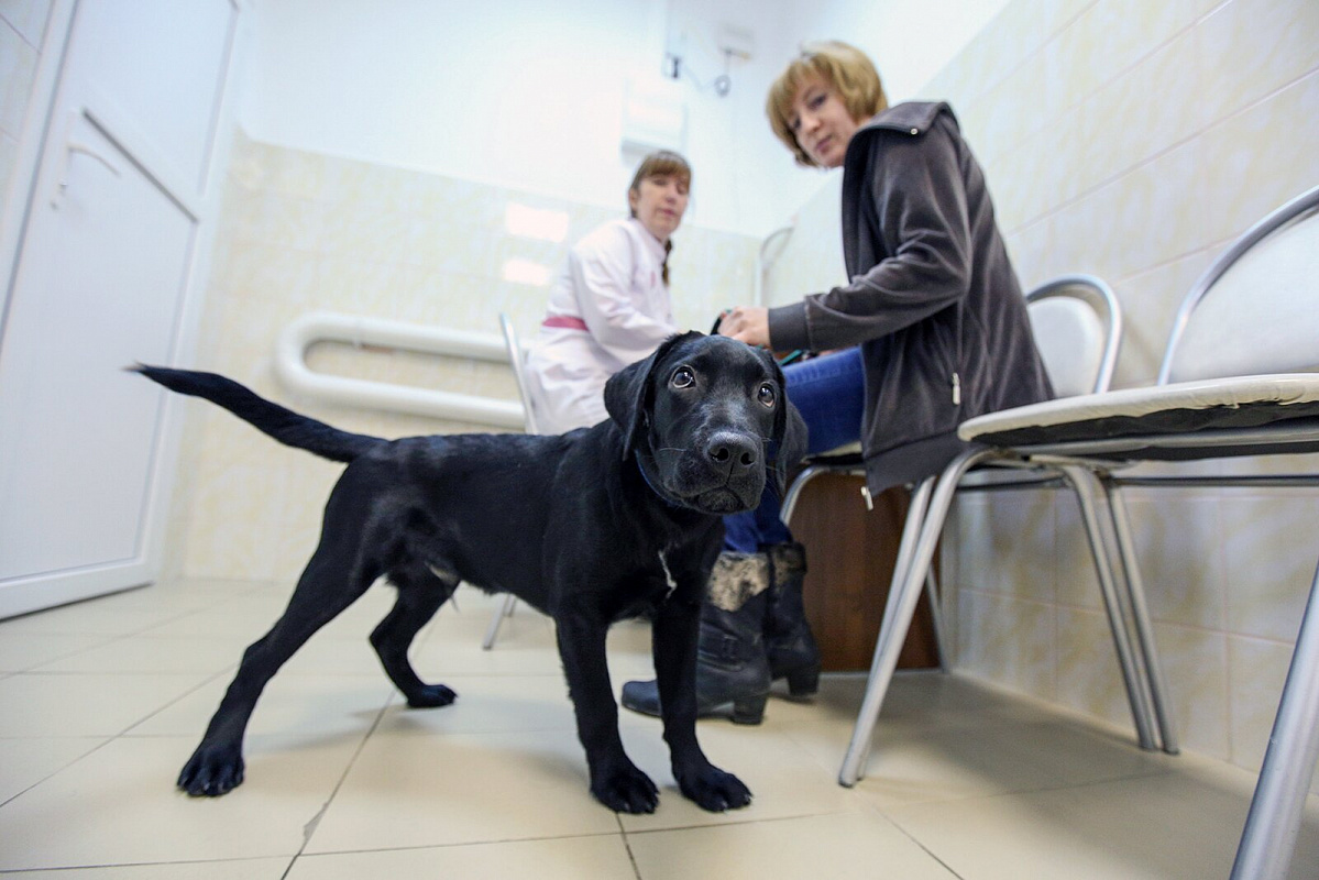 Электронные сервисы, контакт-центр и зоогостиницы: как работают ветеринарные клиники Москвы