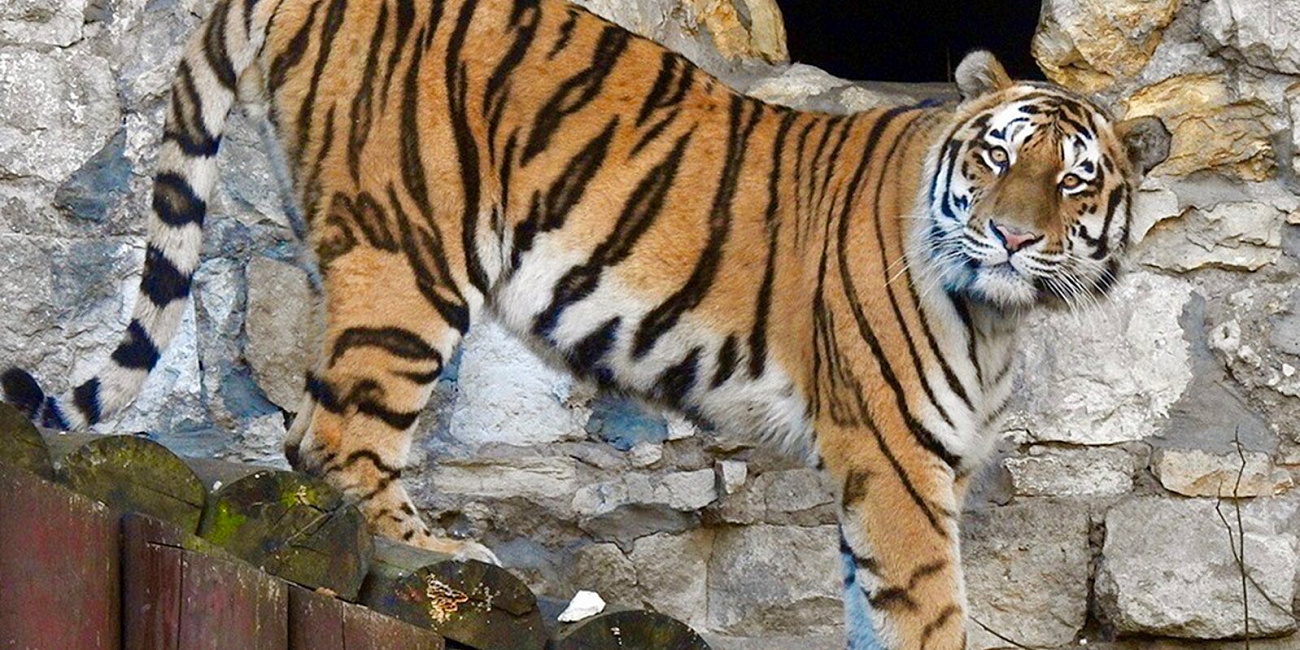 Грозный Раджи и кинозвезда Сиротка: самые известные тигры Московского зоопарка