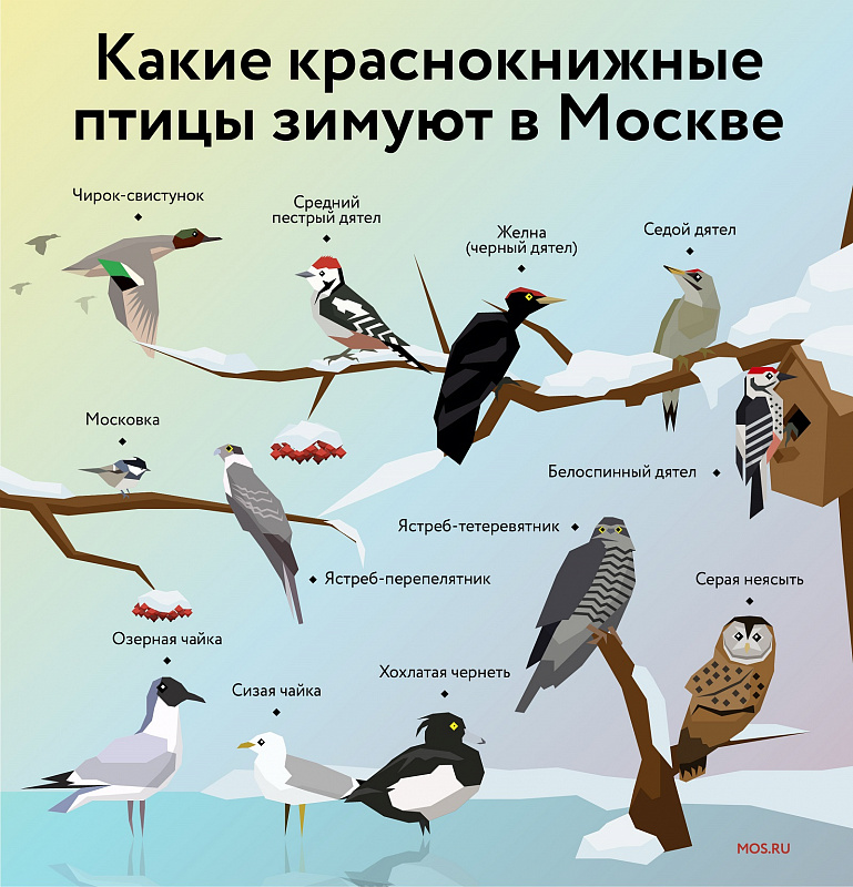 Сорокопут, пуночка и клест-еловик: какие птицы прилетели в Москву зимовать