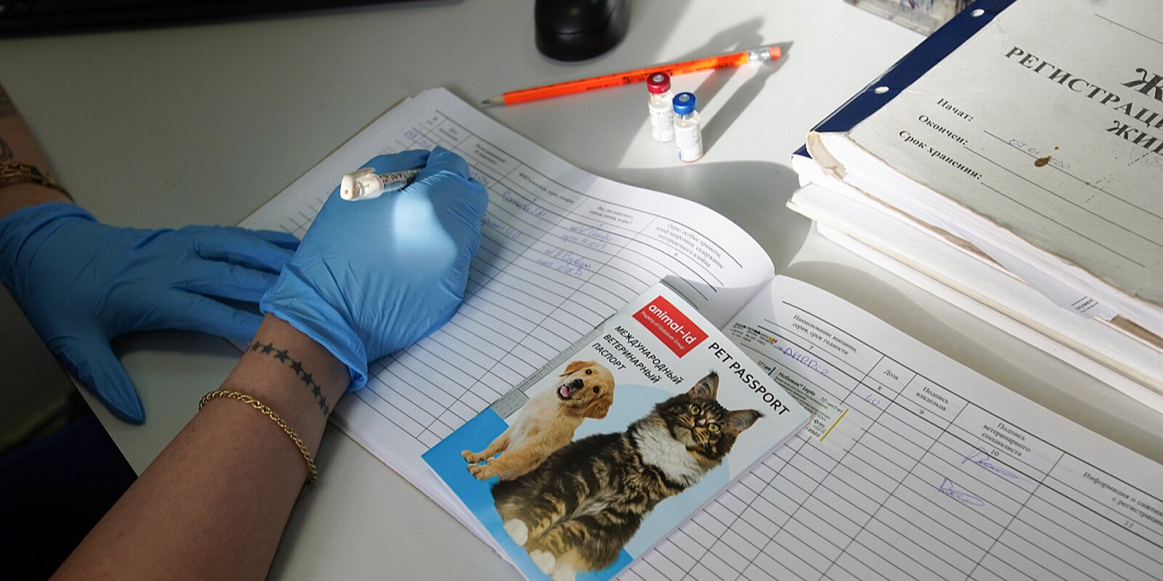 Летом на площадках для выгула собак будет работать более 80 пунктов вакцинации от бешенства