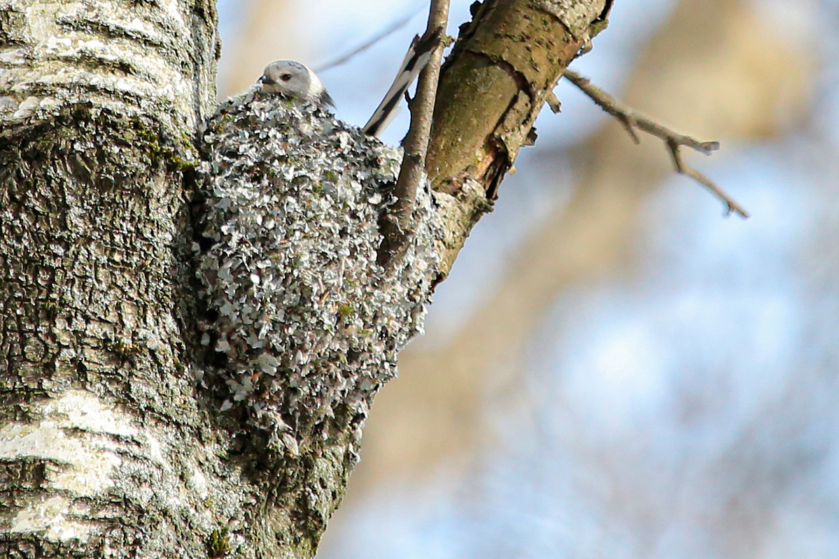 Вороны — на дереве, дятлы — в дупле: птицы в Москве начали вить гнезда