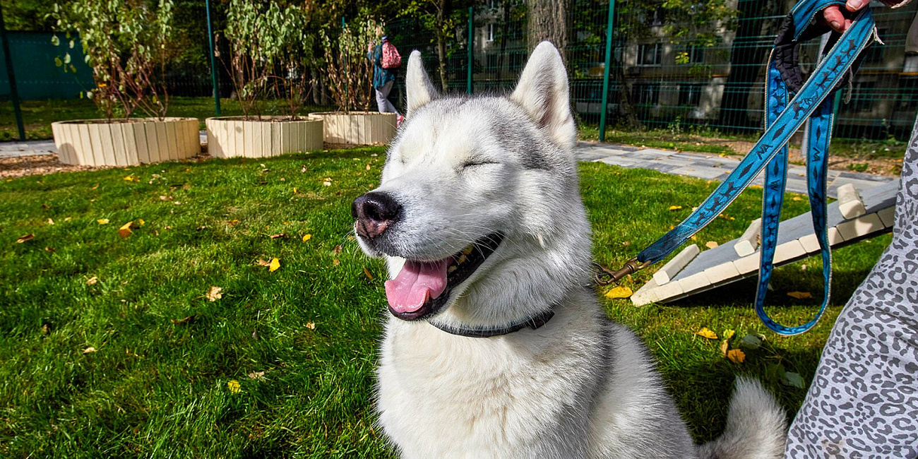 В Москве заработают передвижные кабинеты красоты и здоровья для собак