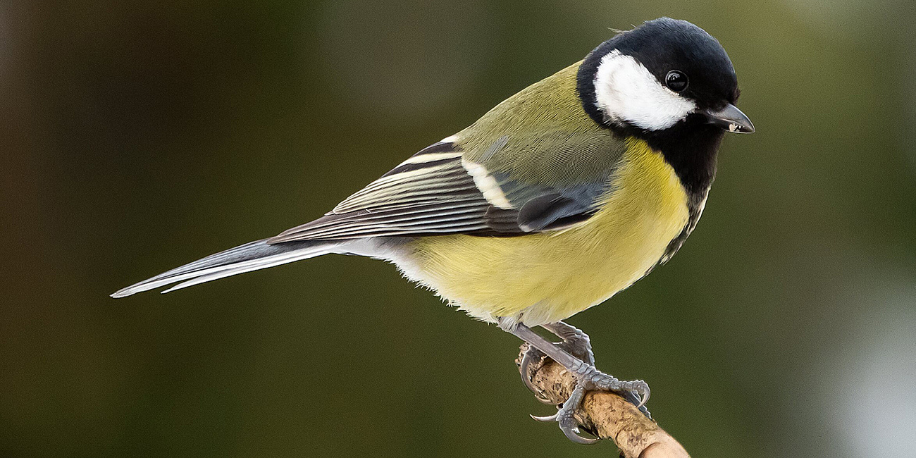 Сотрудники Мосприроды расскажут, как правильно подкармливать зимующих в столице птиц